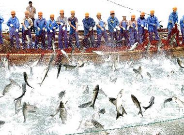 鱼类检测